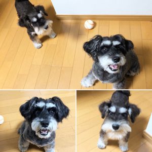 シュナウザーのそらちゃんチコちゃん 18 8 13 高知で犬のしつけ教室やクリッカーレッスンの事ならウタライフ